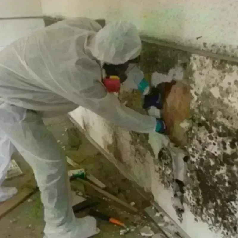 Mold Remediation and Removal in Ellerbe, NC